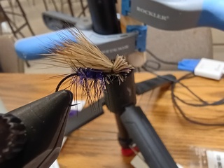 Purple Scraggle fly
